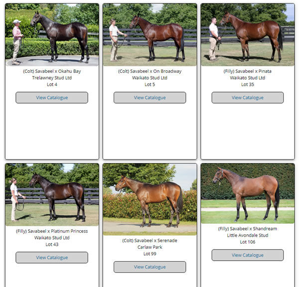 Click here to see the full gallery of Savabeel yearlings with images at Karaka