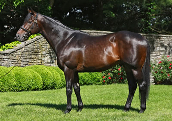 Scat Daddy shuttled to South America, where he became a champion sire.