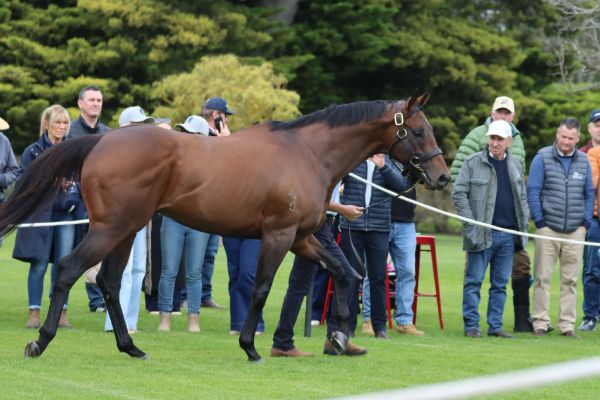 Schwarz is the pride of the farm having been purchased by the Rosemont Stallion Alliance as a yearling for $1.25million.