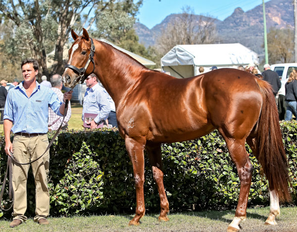 Sebring died in 2019, but has left a legacy with a growing number of sons at stud. 