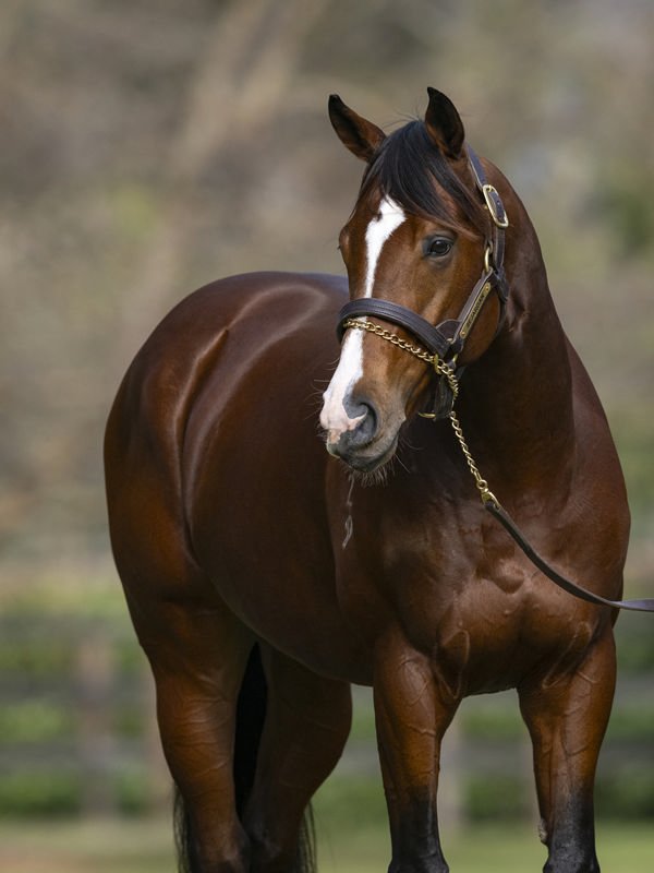 Sejardan stands at Blue Gum Farm at a fee of $13,750, click for more info 