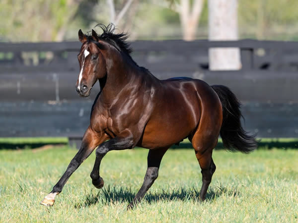 Shalaa (IRE) stands at Woodside Park, click for more info.