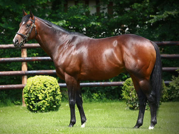 Shalaa stands at Arrowfield Stud