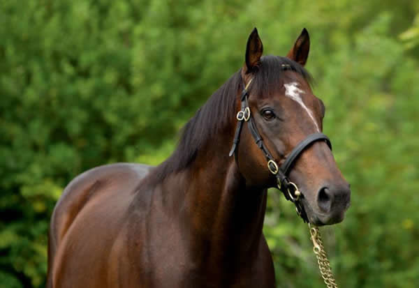 Shamardal has three G1 winning sons at stud here this spring for Darley.