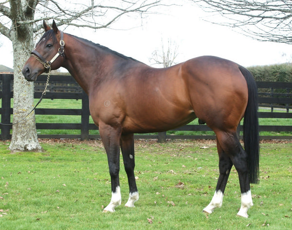 Shamexpress is the sire of Ka Ying Rising  