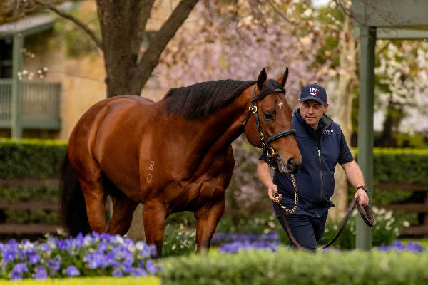 Golden Slipper winner Shinzo was foaled and raised at Coolmore and commences his stud career at a fee of $55,000.