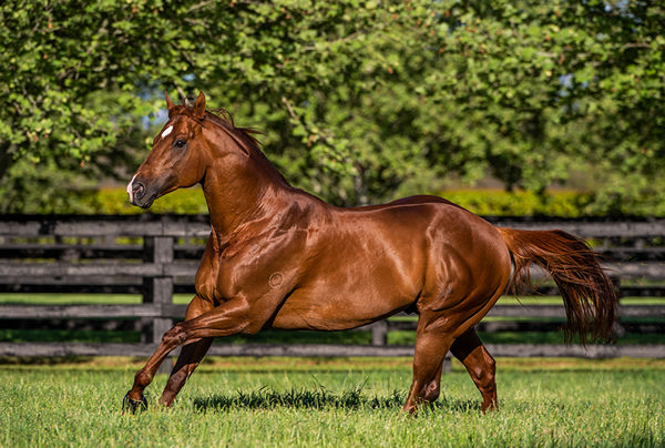 Shooting to Win is on the move to Yarradale Stud.