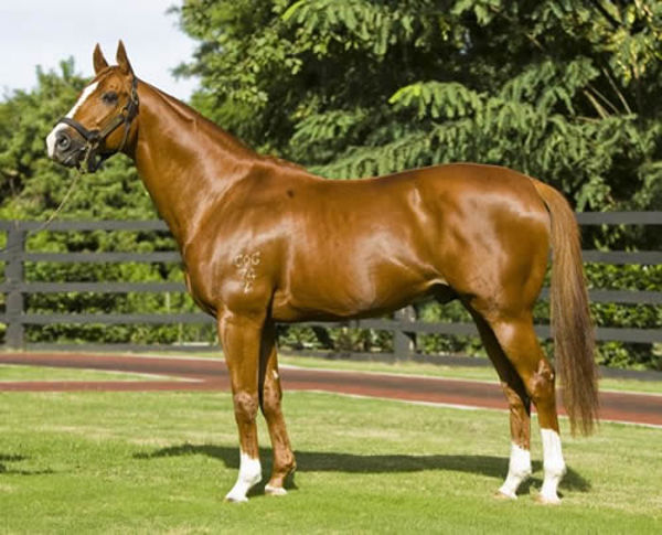 Show a Heart has become a very good broodmare sire. 