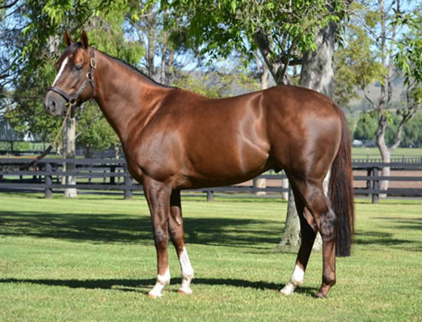 Showtime - Great looking son of champion sire Snitzel - click for more information.