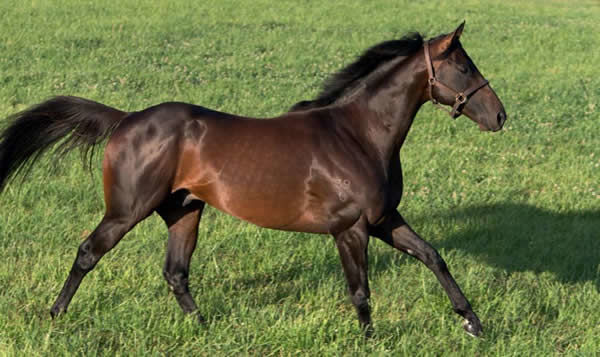 Standing at Telemon Thoroughbreds in Queensland, Sidestep is the sire of Prince of Helena 