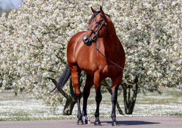 Siyouni is available to SH breeders at a fee of 100,000 euros.