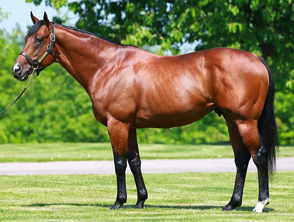 Siyouni stands at Aga Khan Studs in France at a fee of €150,000.