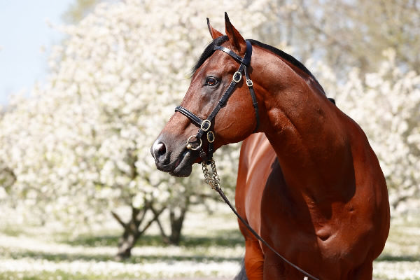 Siyouni has sired 76 SW's, 10 of them G1 winners.