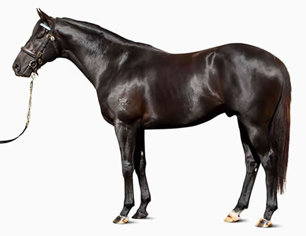 Skilled is a Premium stallion, click for more information.