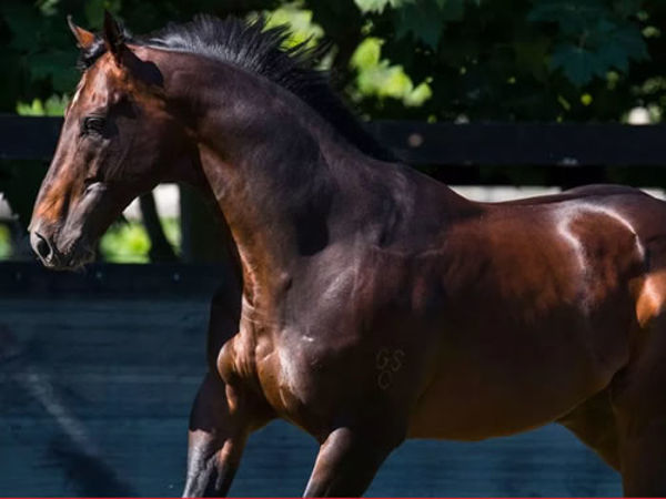 Smart Missile stands at Twin Hills Stud 
