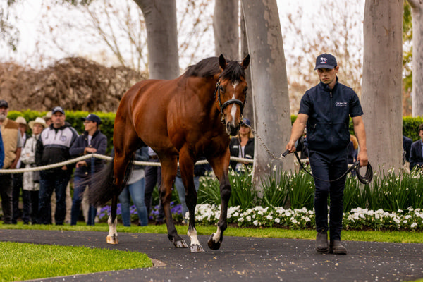 St Mark's Basilica (Fr) is enjoying the spring sunshine at Coolmore Australia, click for more info.