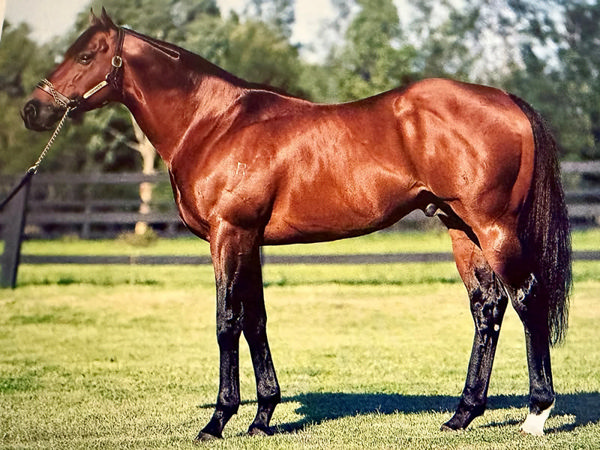 This is the story of Snippets - a stallion that has had a profound influence in both Australia and New Zealand. 