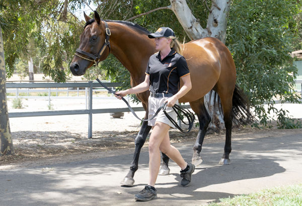 Snippetson with Scenic Lodge stallion manager Kristy Reynolds