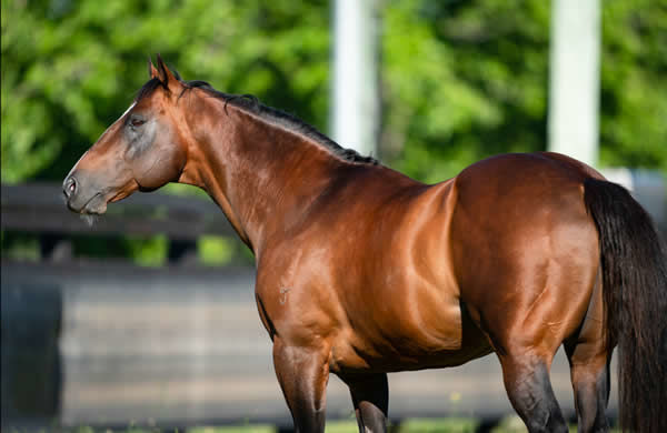 Champion sire Snitzel is at the top of his game - image Joan Faras