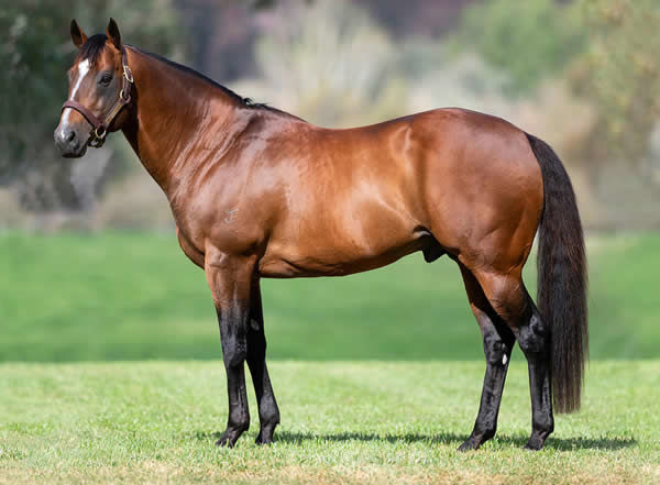 Snitzel is a champion sire that continues to deliver.