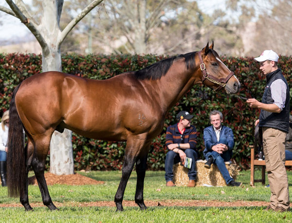 Snitzel has 57 lots catalogued for the Magic Millions