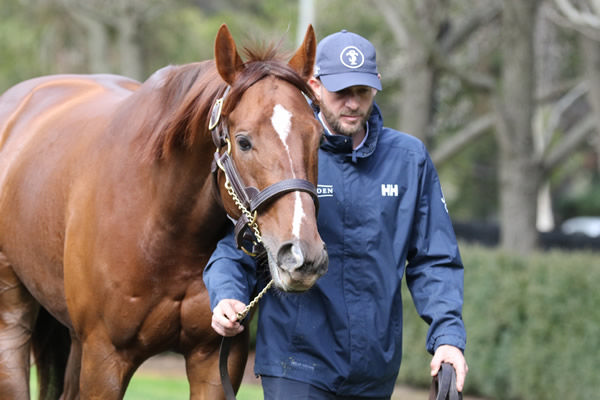 Southport Tycoon was a crowd pleaser at Widden, click for more info. 