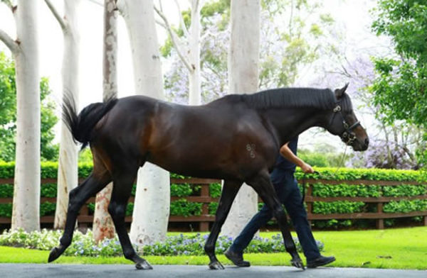 So You Think has become a very successful dual Cox Plate winning sire