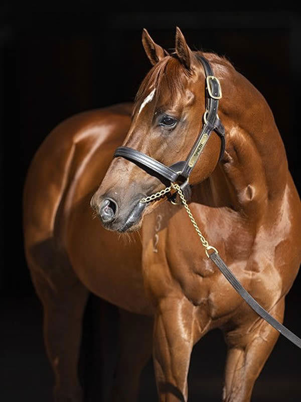 Spieth is a Premium stallion, click for more information.
