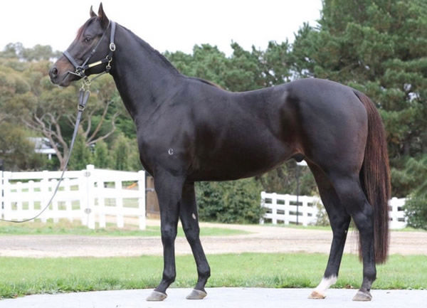 Spirit of Valor (USA) is by champion sire War Front, click for a Hypo mating.
