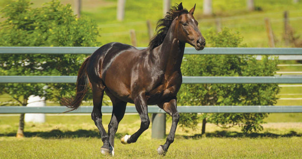 Spirit Of Boom sired the Quinella of the Aquis Gold Pearl.