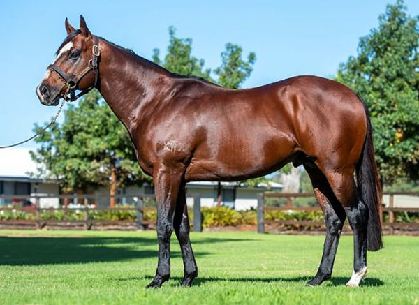 Splintex stands at $11,000 and will have his first yearlings selling in 2025.