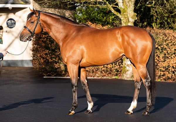 St Mark's Basilica (FR) returns to Coolmore Australia this spring, click for more info.