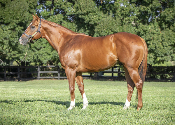 Star Turn stands at Vinery Stud at a fee of $27,500.