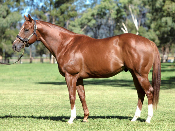 Star Witness sired over 100 winners last season, click for a Hypo mating.