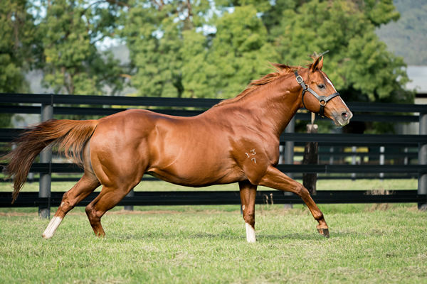Star Witness is a Premium stallion, click for more information.