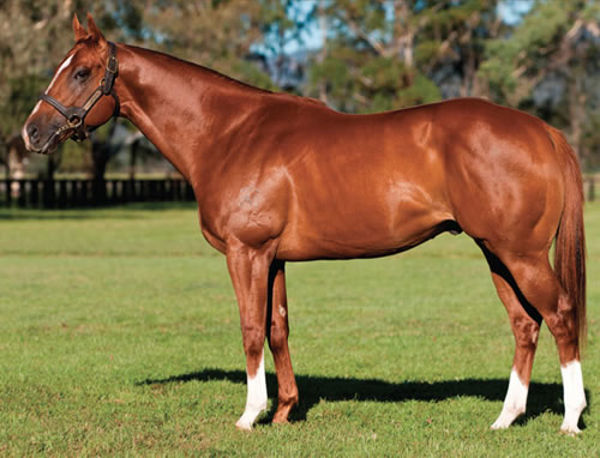 Star Witness has sired over 100 winners this season