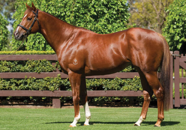 Starspangledbanner yearlings will be a highlight for Rosemont Stud 