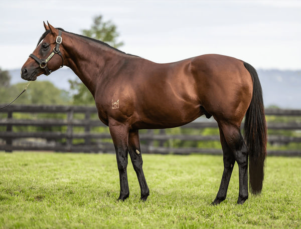 Golden Slipper winner Stay Inside is one of the stallions listed with his first foals arriving this spring.
