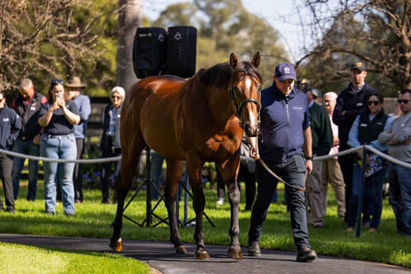 Storm Boy, click for more info.