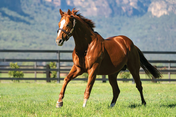 Stratum Star is standing at Rylands Thoroughbreds, click for a Hypo mating.
