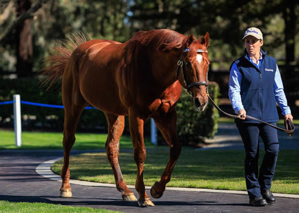 Street Boss (USA) looking good at age 21.
