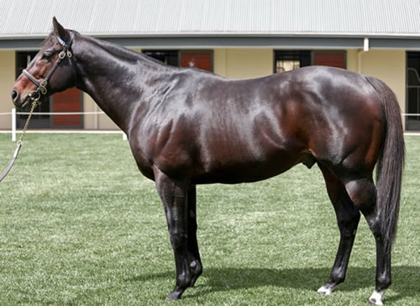 Street Cry (IRE) has been a pivotal shuttle sire for Australia and gave us our best ever racehorse Winx.