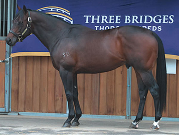 Stryler is returning to Victoria to stand at Platinum Thoroughbreds.
