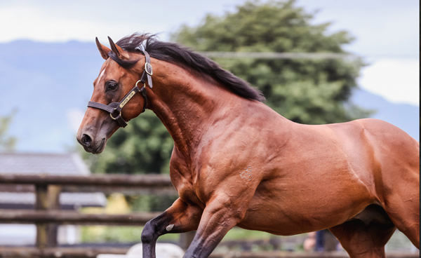 Super Seth is the sire of Diablo Blanco.