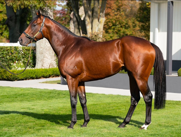 Sword of State is priced at $15,000 plus GST 