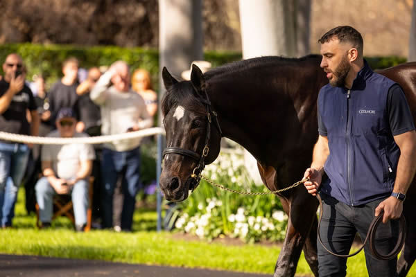 So You Think paraded for the last time this year at the annual Coolmore spring stallion parade.