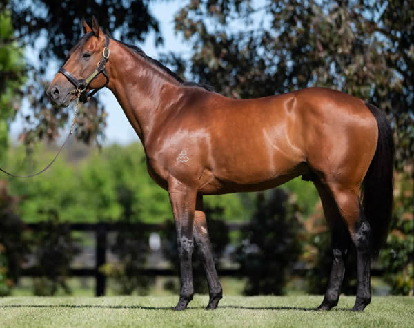 Tagaloa has 15 first crop yearlings at the Magic Millions