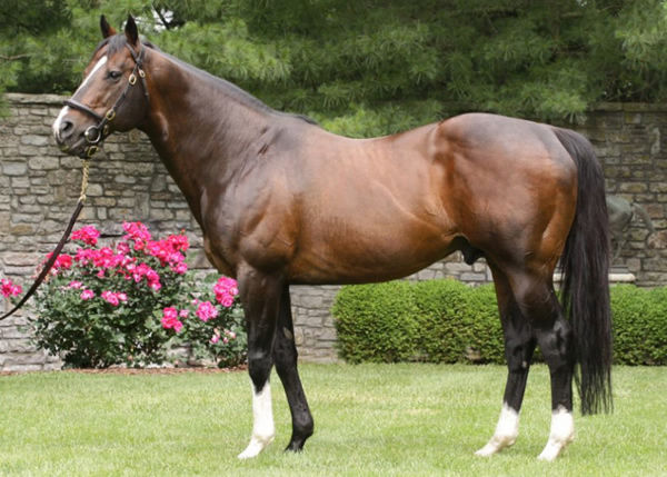 Tale of the Cat is still active and stands at Coolmore in Kentucky