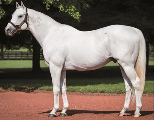 Tapit (Gainesway Farm)