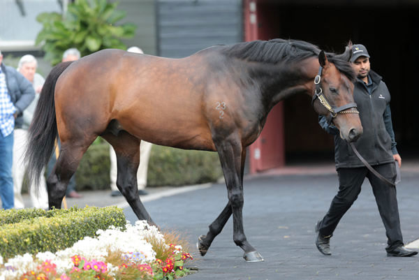 Tarzino was the busiest sire in NZ last year.